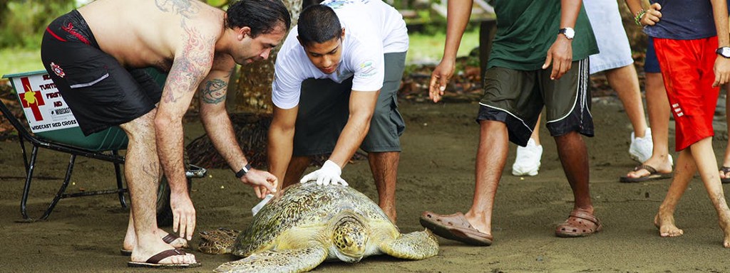 Eco-Friendly Costa Rica Image: Volunteers are seen caring for a sea turtle.