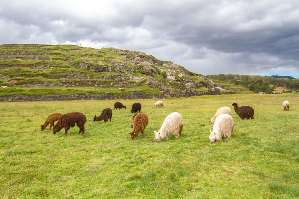 Mystical Destinations Image: Black, brown, and white sheep graze the green grass of the Sacred Valley.