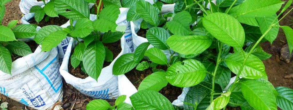 Eco-Friendly Costa Rica Image: With their green little leaves, plants sit in bags waiting to be placed into the Earth so that they can continue to grow.