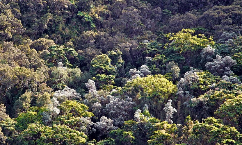 Rainforests & Natural Wonders Image: Baru Volcano National Park. Seen is a canopy full of bushy tree tops in shades of pale green, olive green, light green, and emerald green.