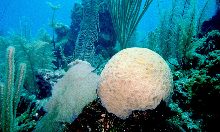Belize Barrier Reef Image: Brain coral and other sea life and plants are in blue ocean waters.