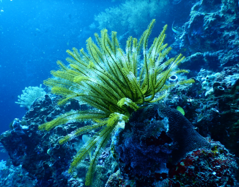 Belize Barrier Reef Image: Almost fern-like sea foliage bends in the water.