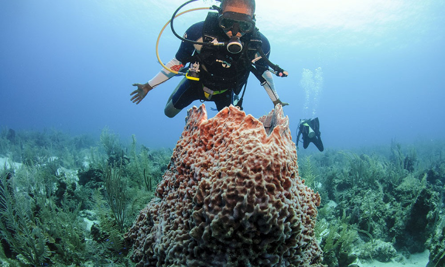 Belize Barrier Reef Image: A scuba diver observes underwater surroundings.