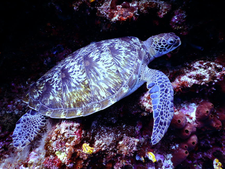 Belize Barrier Reef Image: A sea turtle swims near an underwater crevice.