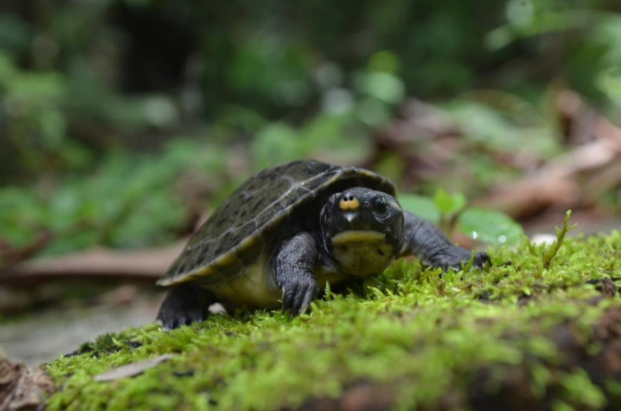Belize River Tour Image: A Hicatee Turtle is surrounded by greenery.