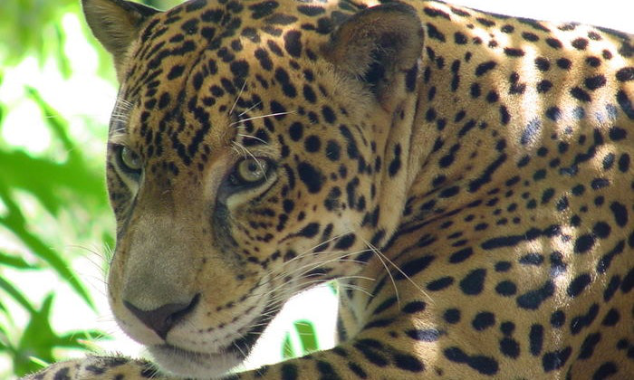 Belize River Tour Image: Close-up of a Jaguar.