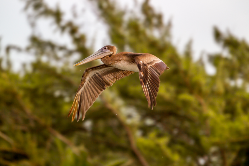 Belize River Tour Image: A brown pelican soars through the air, with the jungle in the background.