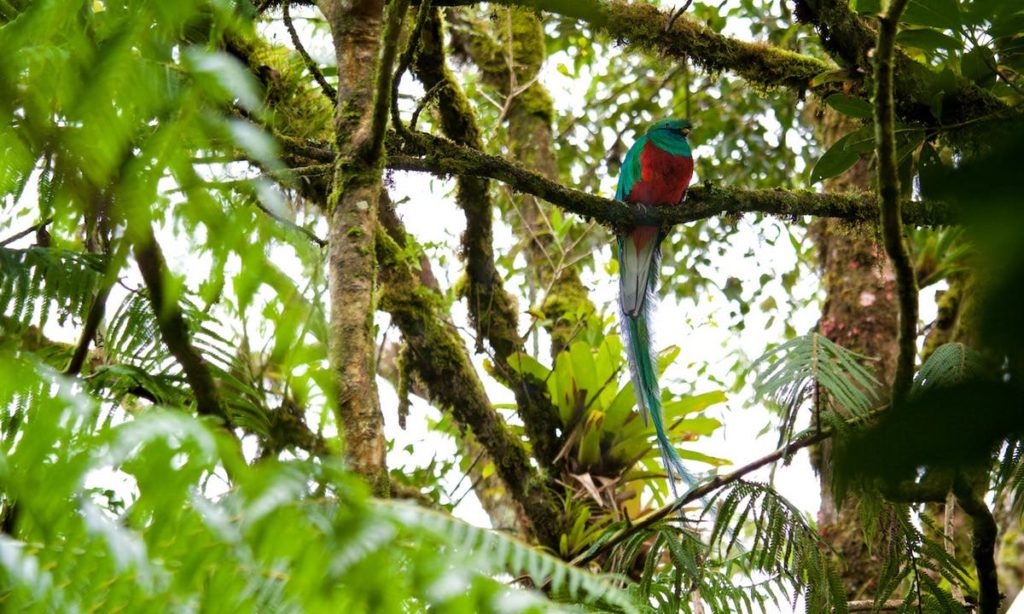 Rainforests & Natural Wonders: Biotopo del Quetzal. A vibrant green and red quetzal bird sits on the branch of a tree.