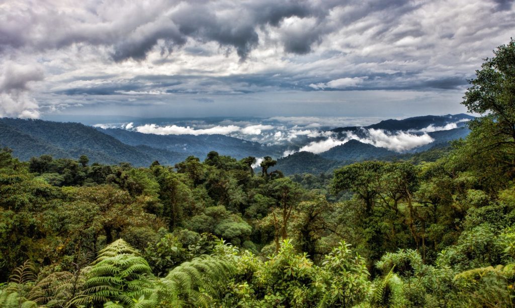 Rainforests & Natural Wonders Image: Cotundo. Pictured is a verdantly green and leafy canopy, with treetops extending toward a cloudy sky.