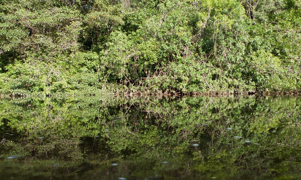 Rainforests & Natural Wonders Image: Cuyabeno. In this photograph, the line between water and forest has blurred as some of the foliage appears to be growing directly on the water.