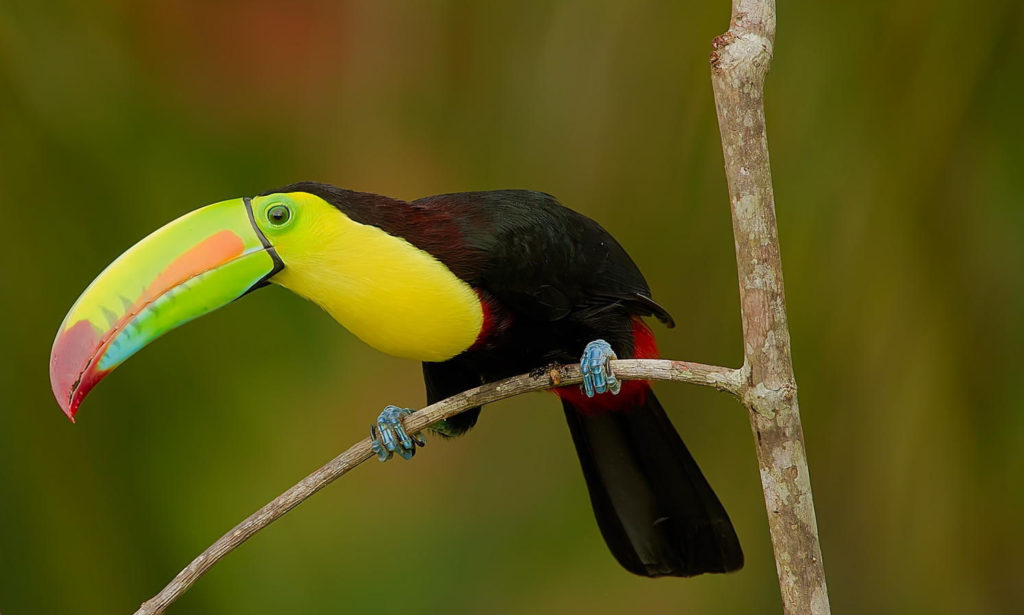 Wildlife Experiences Image: A keel-billed toucan sits on a tree branch. The bird has a colourful beak and body—red, orange, blue, and green beak. A green ring around a dark eye. Yellow throat with a black body augmented by read feathers near the tail, and blue feet.