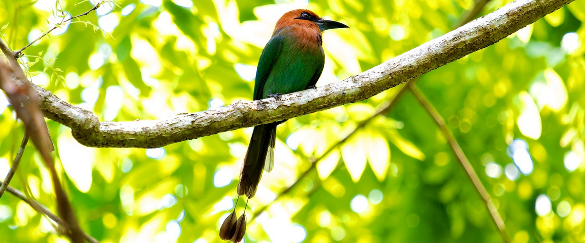 Wildlife Experiences Image: A colourful bird with a green body and orange head rests on a tree branch.