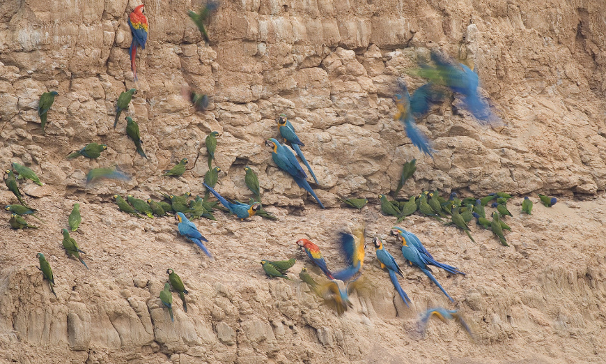 Peru Amazon Image: A variety of colorful birds flocks to a clay salt lick.