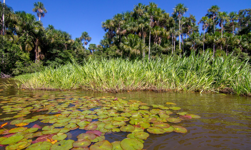 Peru Amazon Image: The river is overrun with green—trees, tall grasses, and lily pads.