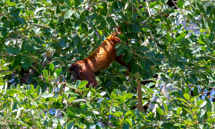 Peru Amazon Image: A monkey with a red coat appears to be searching for something from a tree.