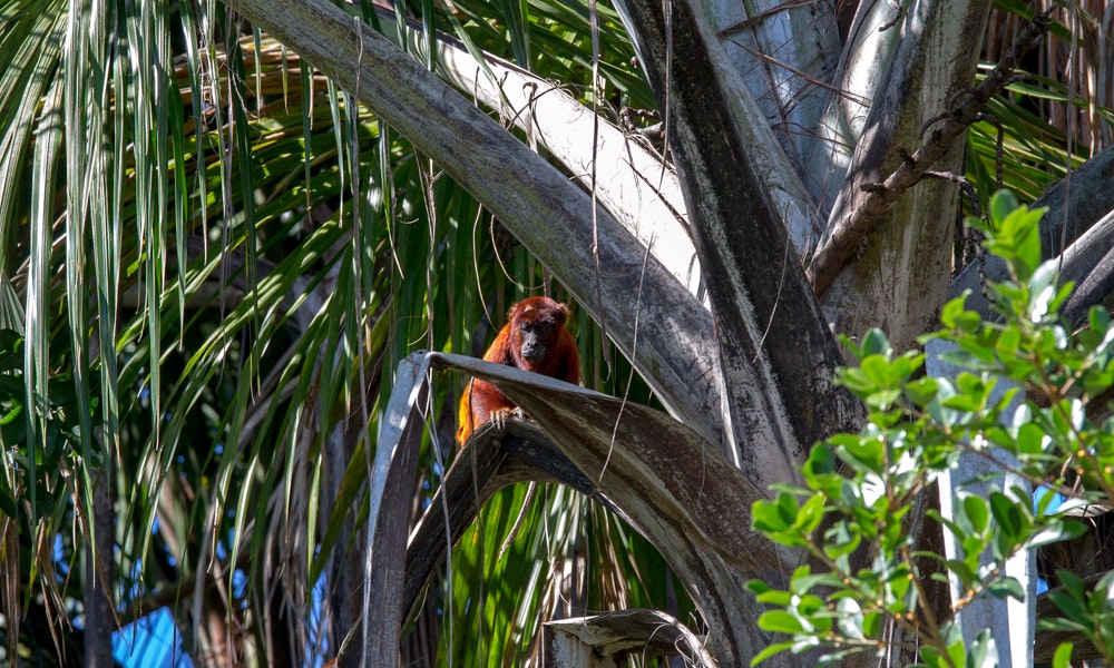 Peruvian Amazon Image: A monkey with a red coat peers from a tree.
