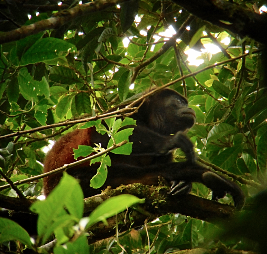 Costa Rican Family Adventure Image: A howler monkey rummages through the trees.