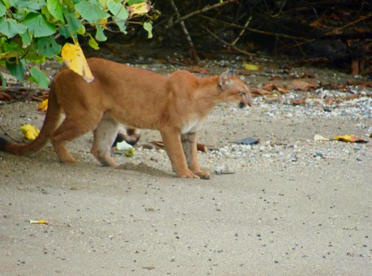 Costa Rican Family Adventure Image: A puma on a beach.