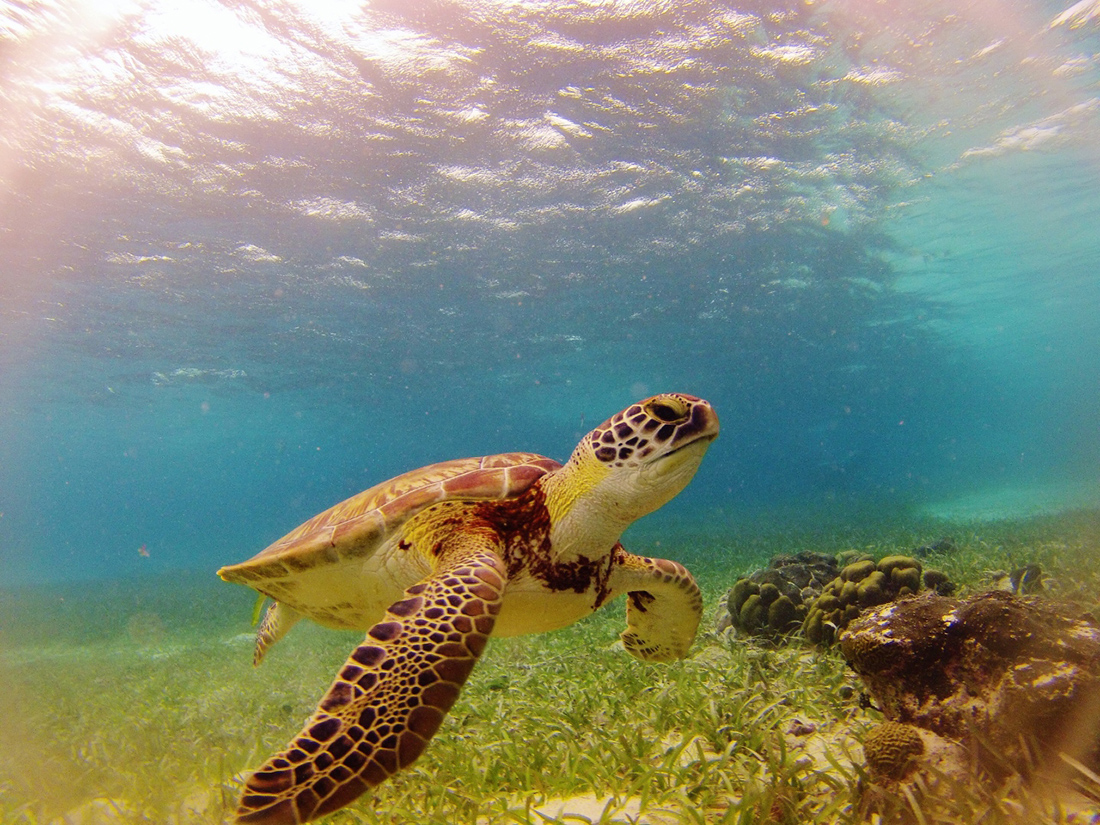 Wildlife Experiences Image: A sea turtle swims in the pristine waters of this marine reserve.