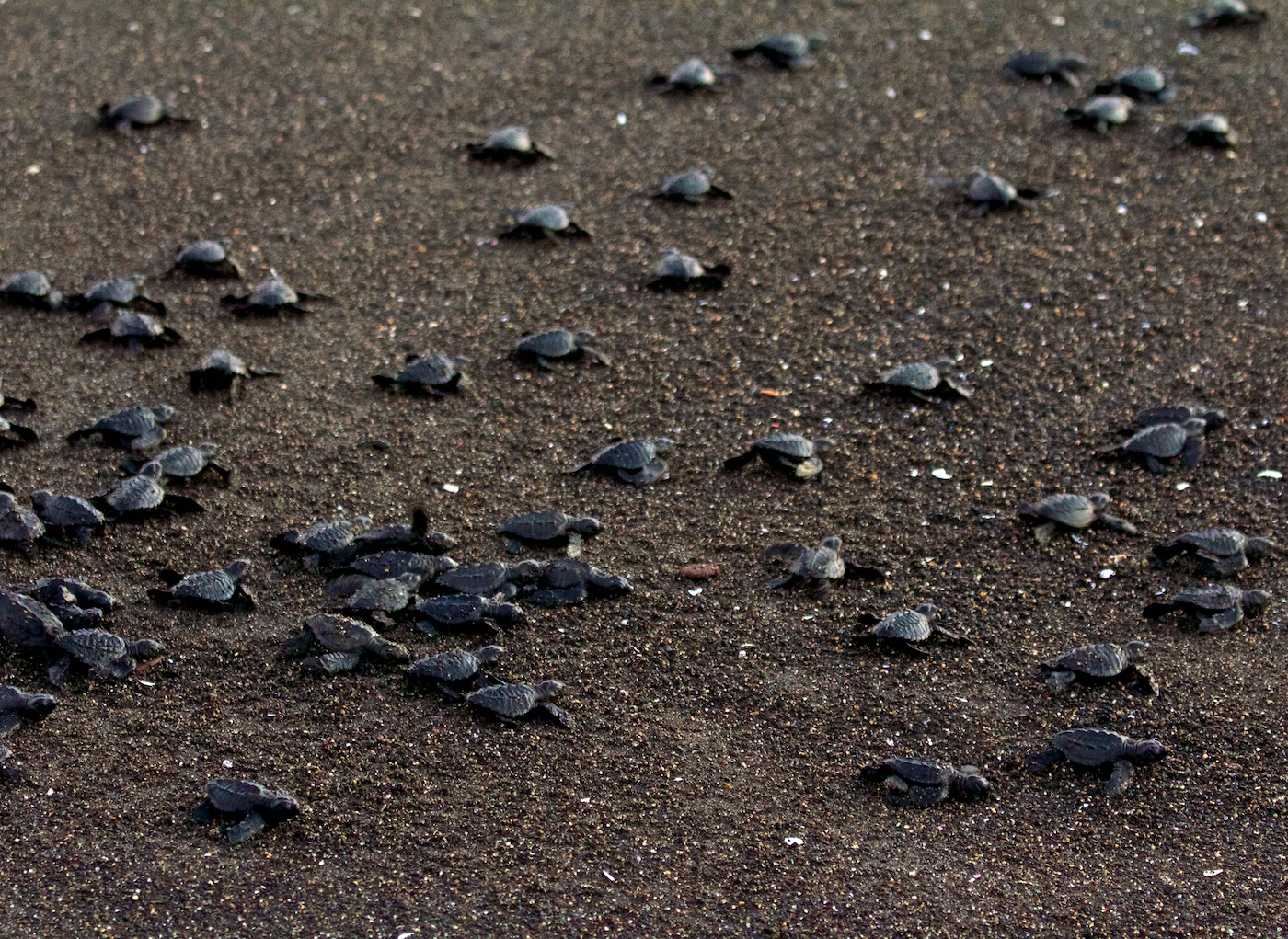 Wildlife Experiences Image: Baby sea turtles crawl through the sand to make their way to the ocean.