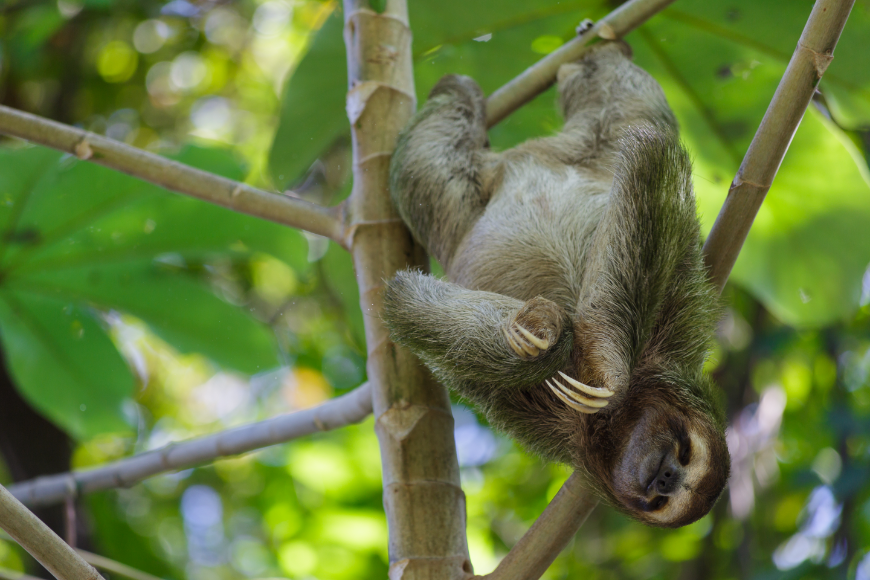 Costa Rica Adventure Trips Image: A three-toed sloth hangs upside down in a tree, located in Manuel Antonia Costa Rica.