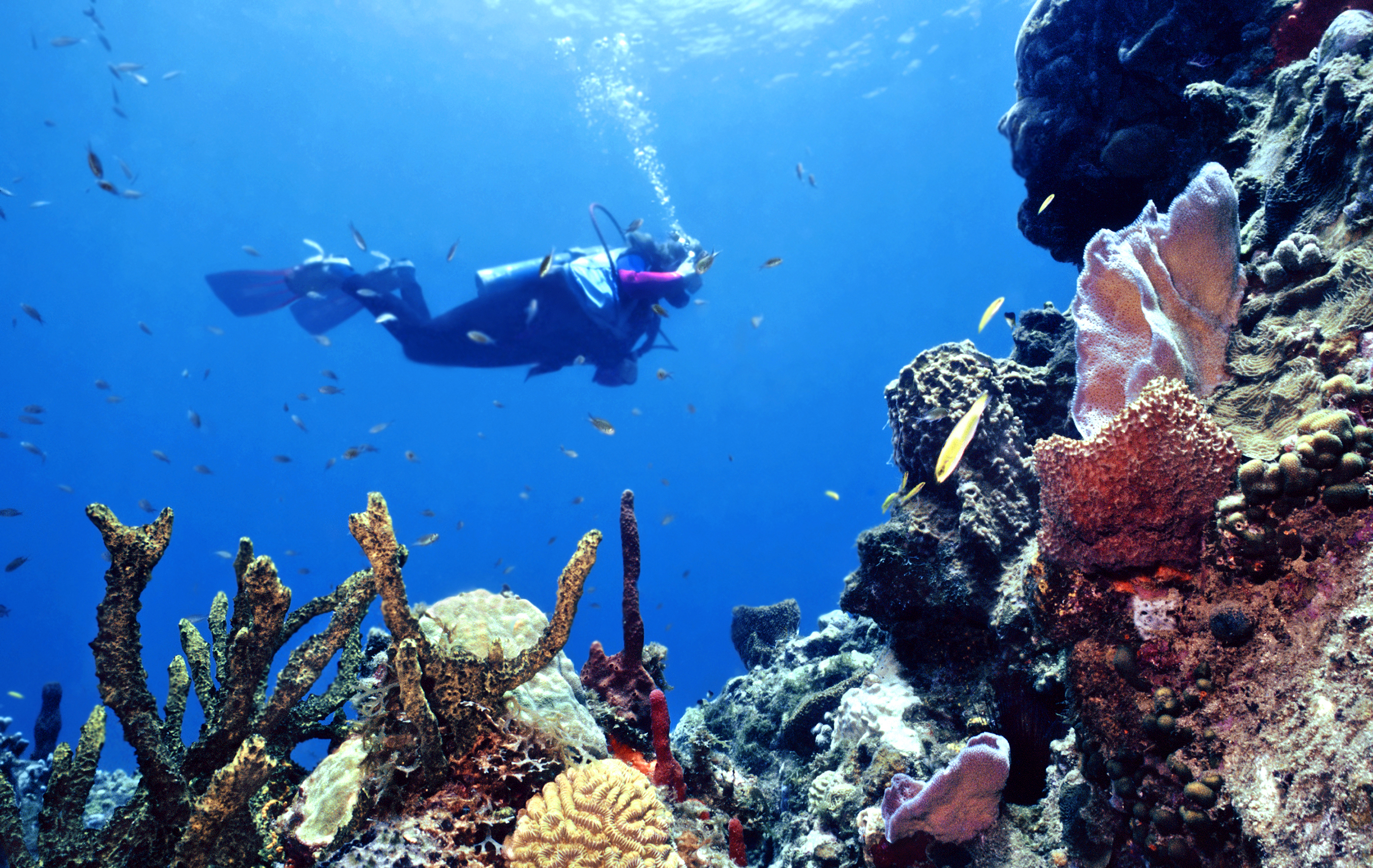 Five Of The Best Belize Diving Adventures