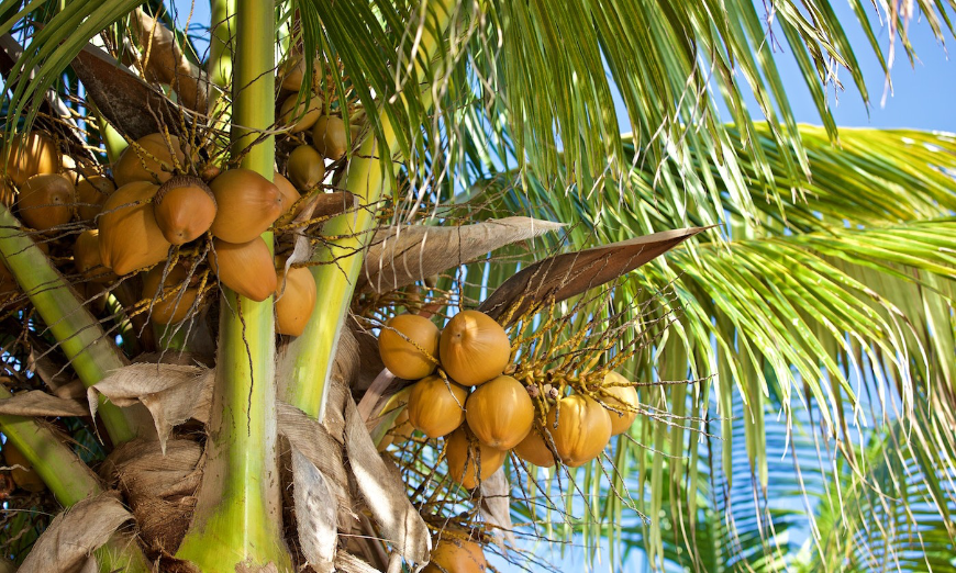 Best Beaches for Swimming in Belize Image: Looking up at coconuts in a tree.