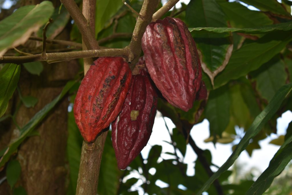 Best Chocolate Image: Three theobroma cacao fruits hang from their tree.