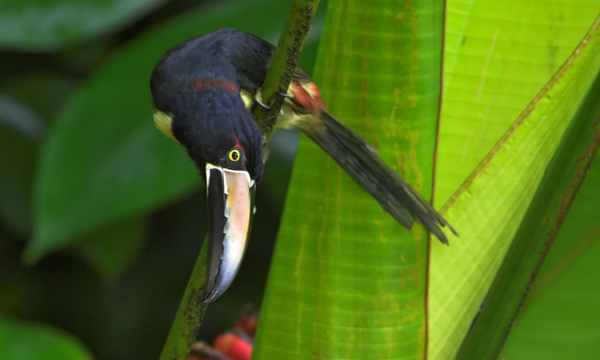 Best Ecotourism Lodges Image: A toucan cranes its head upside down whilst peering from a tree. 