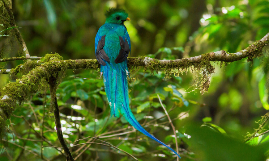 Best Ecotourism Lodges Image: The resplendent quetzal (a rare bird) sits on a branch.