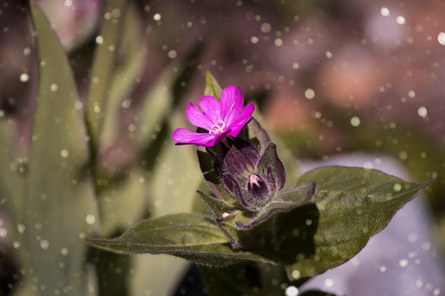 Best time to visit Central America Image: A blossoming fuchsia coloured wildflower is caught in rain.