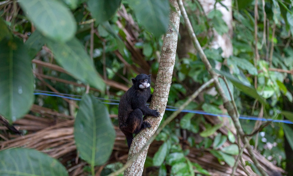 Best Time Visit South America Image: A small black and white monkey clings to a brown tree branch amidst bright green leaves.