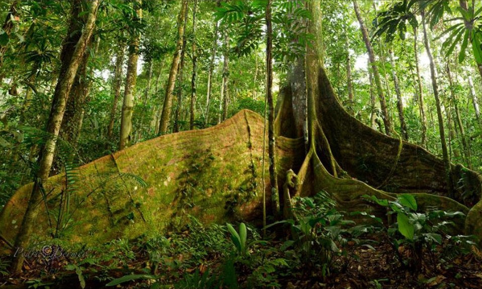 Best Time To Visit South America Image: A great tree sits amidst greenery in Ecuador's Amazon Rainforest.