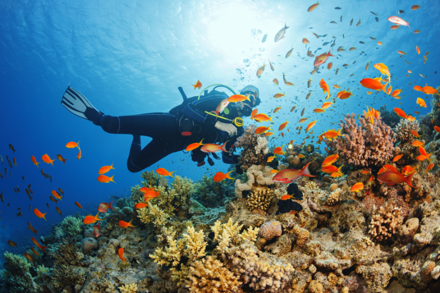 Central America in Winter Image: A diver explores a coral reef surrounded by orange fish.