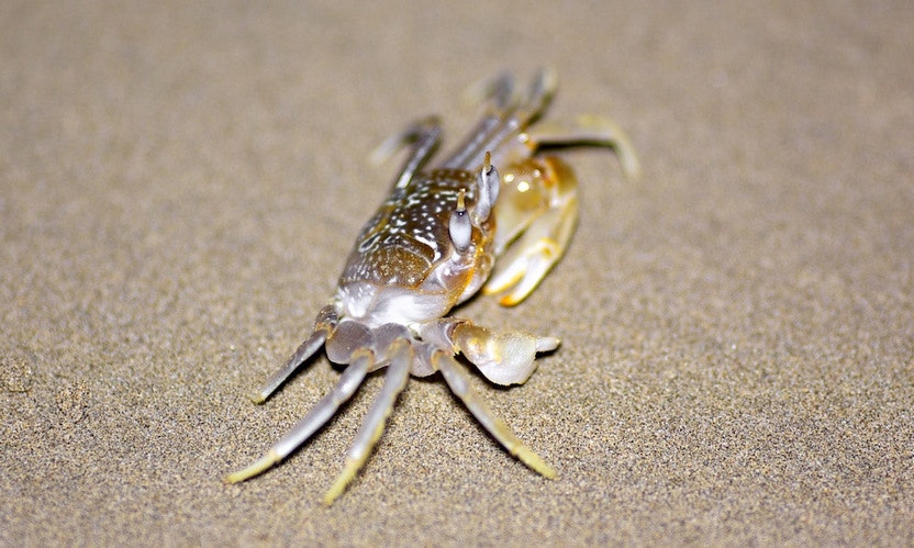 Coiba Image: A crab scuttles along the beach.