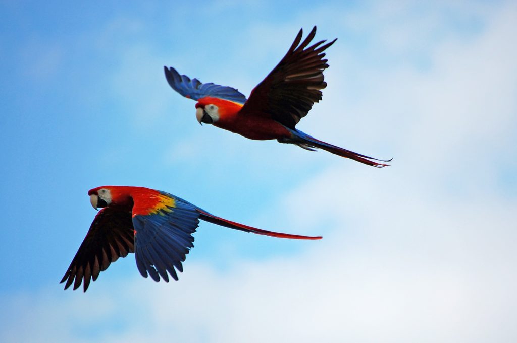 Coiba Image: Two scarlet macaw parrots soar in a bright blue sky kissed by puffy white clouds.