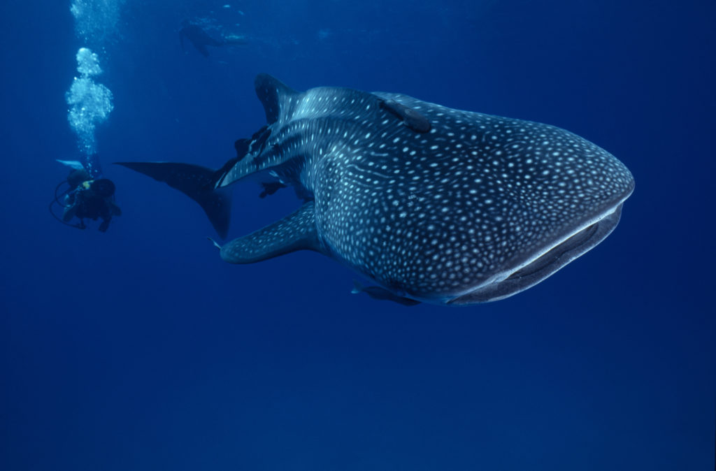 Coiba Image: A diver swims with a whale shark, which is the largest fish in the sea.