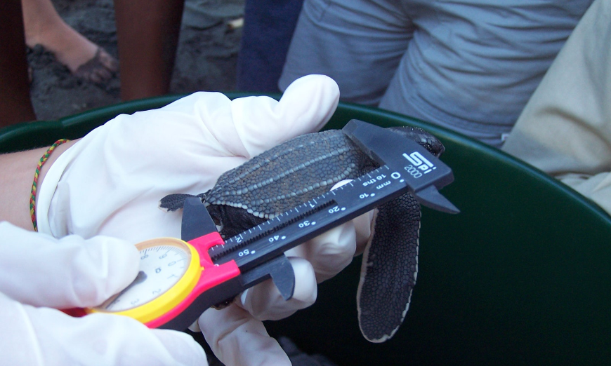 Costa Rica Activities Image: Photograph of a baby sea turtle being measured.
