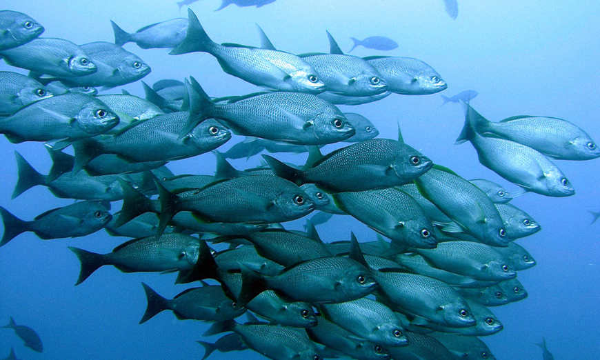 Costa Rica Activities Image: A school of fish swims in a vibrant blue sea.