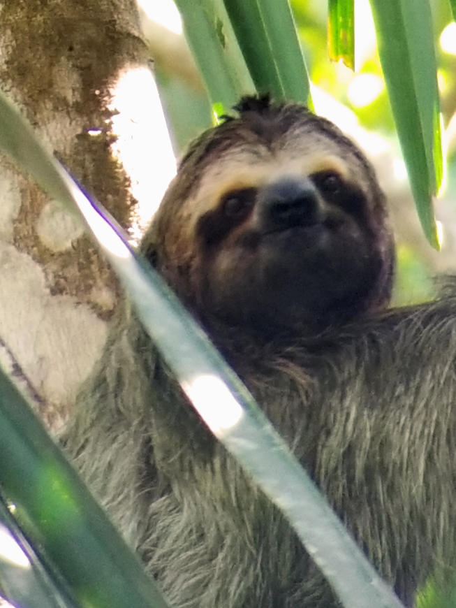 Costa Rica Mother's Day Image: A sloth sits in a tree and appears to look straight at the camera.