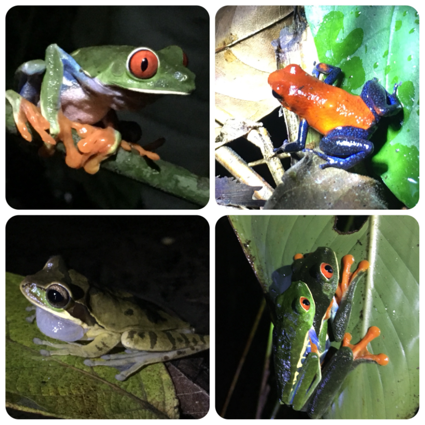 Costa Rican Tree Frogs Image: