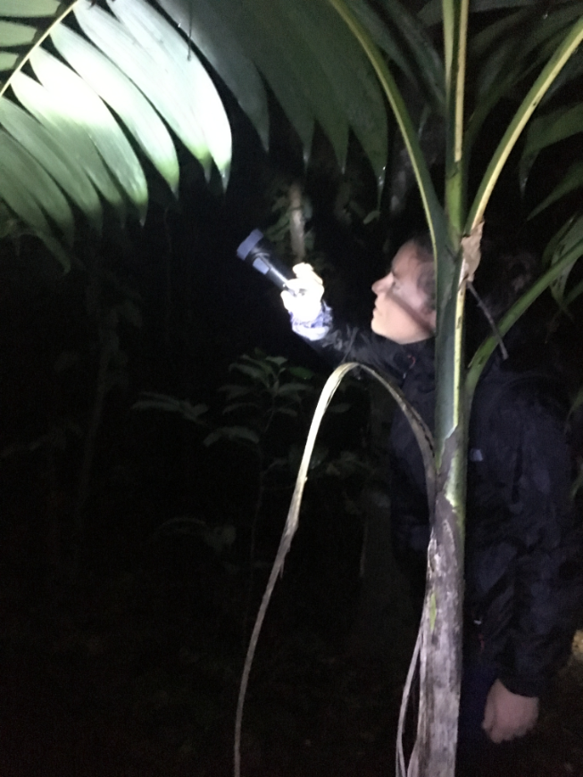 Costa Rican Tree Frogs Image: Tour guide Kevin peering through trees with his flashlight.