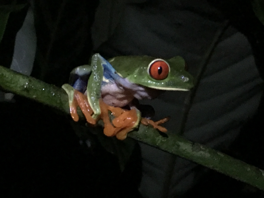 The Quest for Costa Rican Tree Frogs