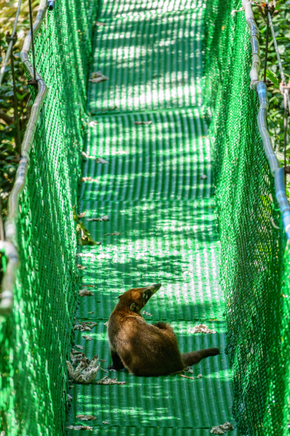 Costa Rica Rainforest Tours Image: A coati sits on a green suspension bridge.