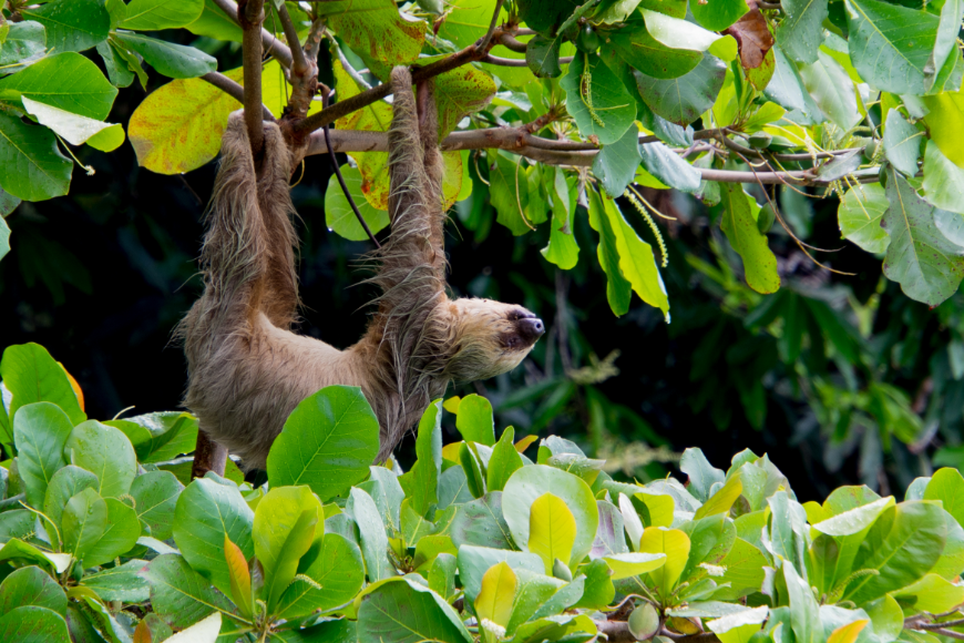 Canopy Tours Of The Costa Rican Rainforest