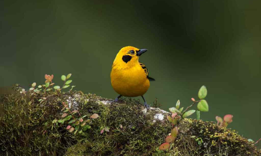 Destination Wedding in Ecuador Image: A golden tanager sits on a moss and leaf covered branch.