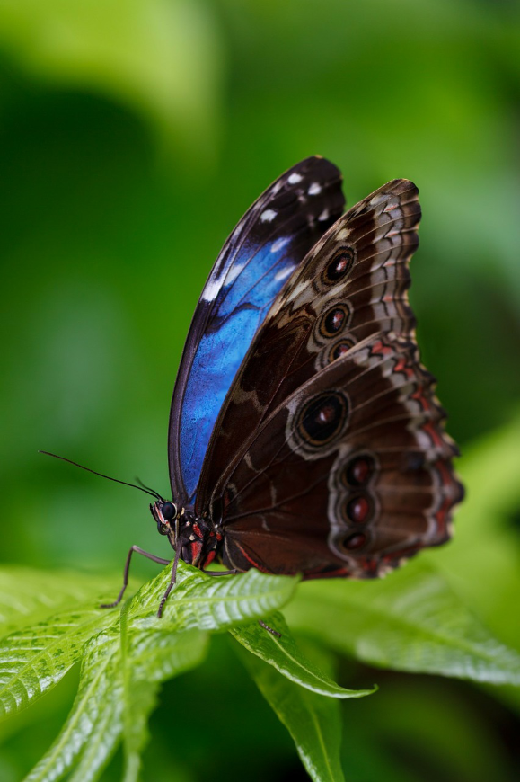 Destination Wedding Image: A Blue Morpho butterfly rests with wings flexed on a vivid green rainforest leaf.