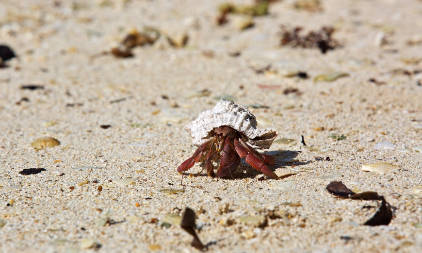 Diving In Belize Image: A hermit crab in a shell sits on a sandy beach.