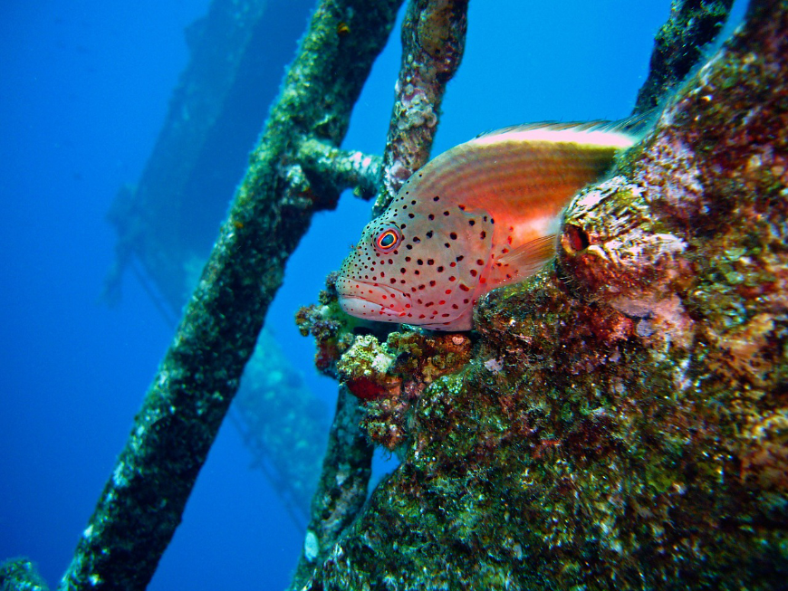 Diving In Belize Image: A fish sits on a part of a sunken ship teeming with marine life.