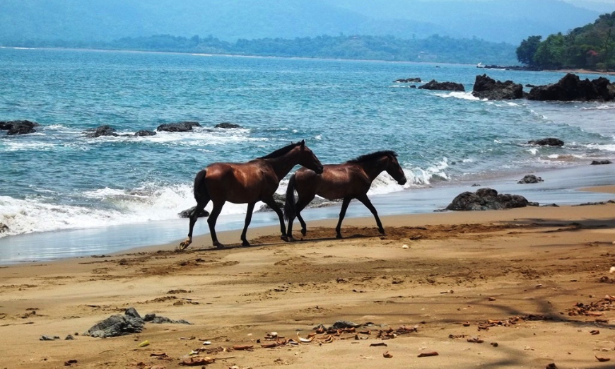 Eco-Friendly Destination Wedding Image: Two unsaddled brown horses are walking on a beach.